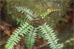 Asplenium yoshinagae subsp. indicum